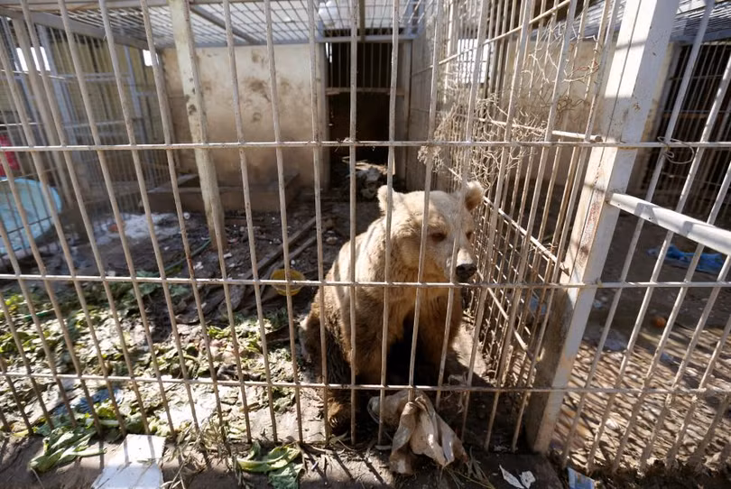 photo dong vat bi bo doi den chet trong so thu o mosul