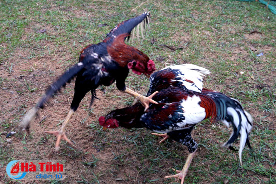 nhieu hoat dong vui choi giai tri dau xuan tai chua huong tich