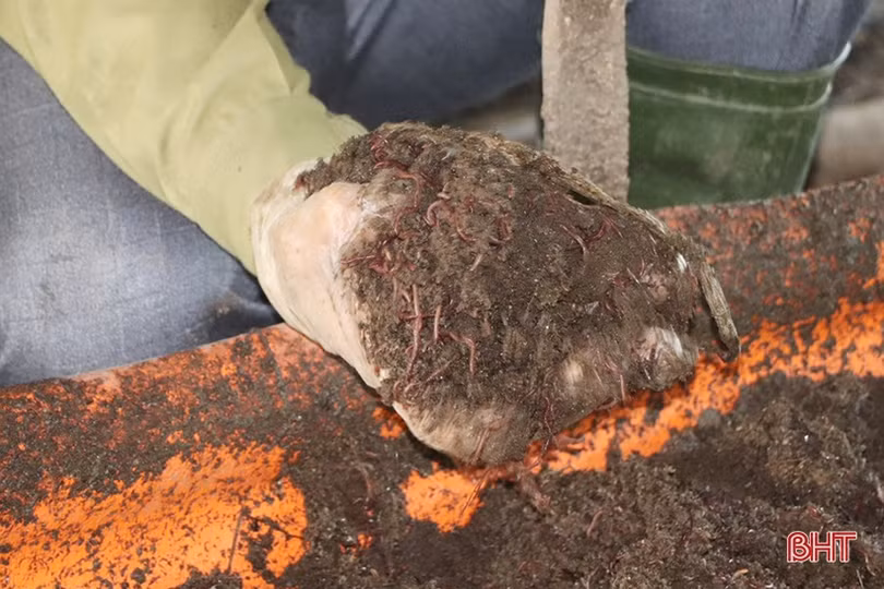 Triển vọng từ mô hình nuôi giun quế ở Vũ Quang