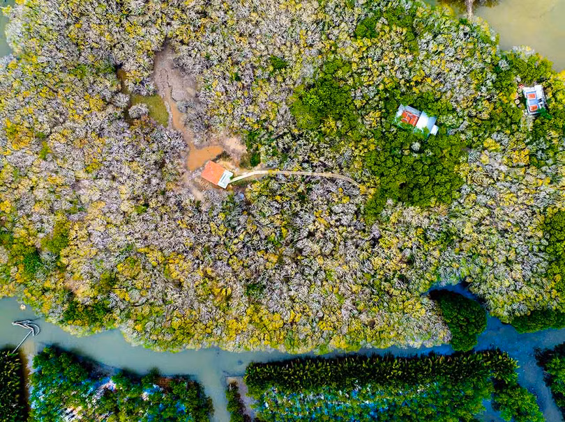 Sắc màu Rú Chá mùa trổ bông