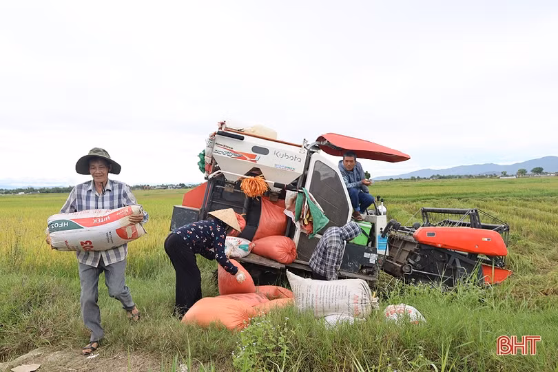 Mưa cận kề, nông dân Hà Tĩnh khẩn trương thu hoạch lúa hè thu cuối vụ
