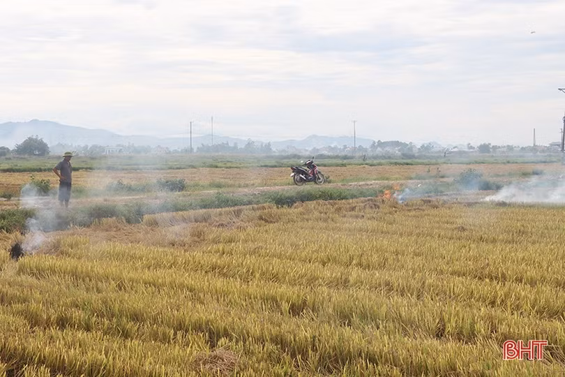 Đốt rơm rạ trên đồng ruộng - thói quen sai lầm nhiều bà con không biết!