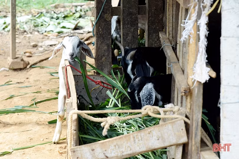 “Những chiếc cần câu” kéo người nghèo Hà Tĩnh tiến lên phía trước