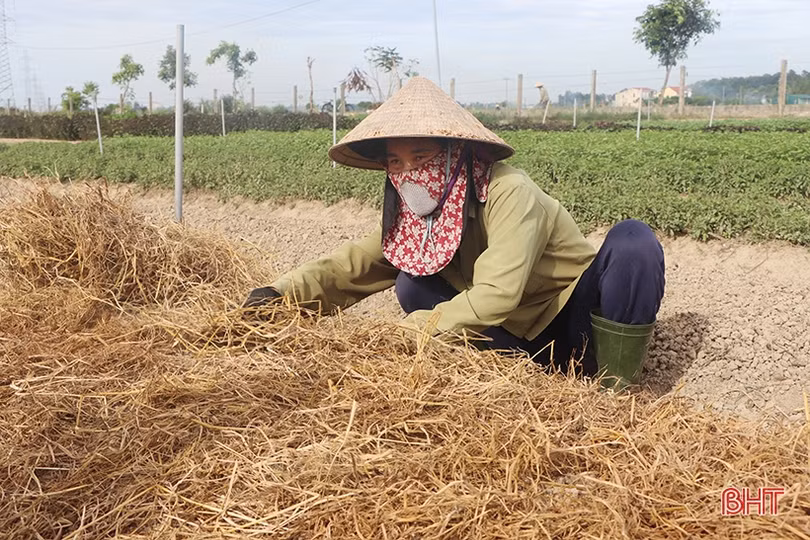 Hà Tĩnh khởi động sản xuất vụ đông năm 2023