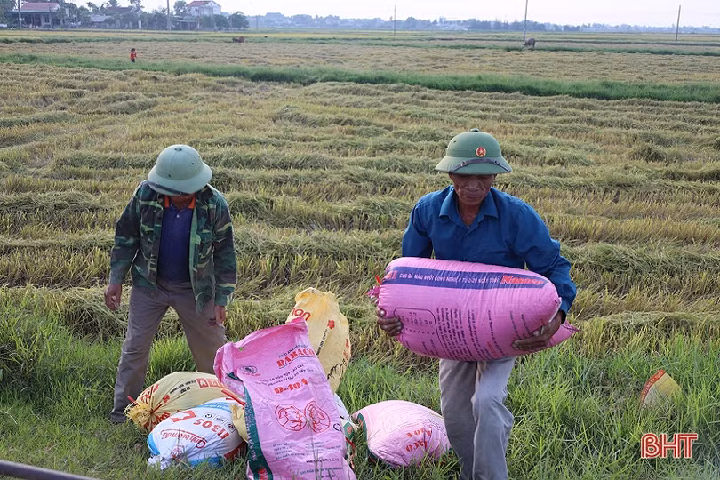 Mưa cận kề, nông dân Hà Tĩnh khẩn trương thu hoạch lúa hè thu cuối vụ