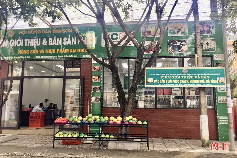 Quảng bá, tiêu thụ bưởi Phúc Trạch tại Sơn La