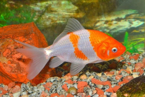 Lửng lơ con cá vàng