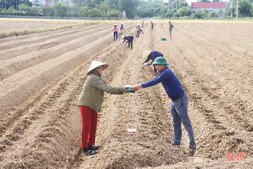 Hà Tĩnh khởi động sản xuất vụ đông năm 2023
