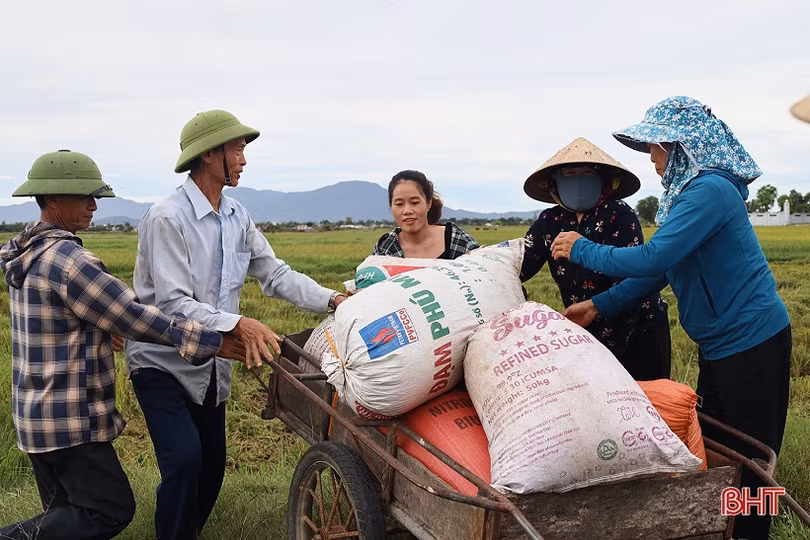 Mưa cận kề, nông dân Hà Tĩnh khẩn trương thu hoạch lúa hè thu cuối vụ