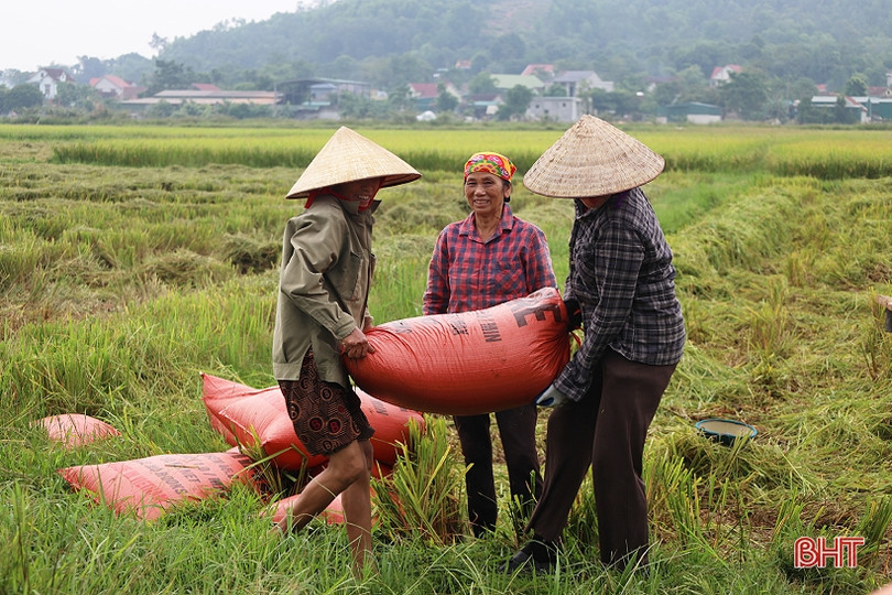Mưa cận kề, nông dân Hà Tĩnh khẩn trương thu hoạch lúa hè thu cuối vụ ảnh 2 Mưa cận kề, nông dân Hà Tĩnh khẩn trương thu hoạch lúa hè thu cuối vụ