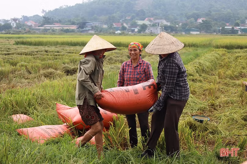 Mưa cận kề, nông dân Hà Tĩnh khẩn trương thu hoạch lúa hè thu cuối vụ