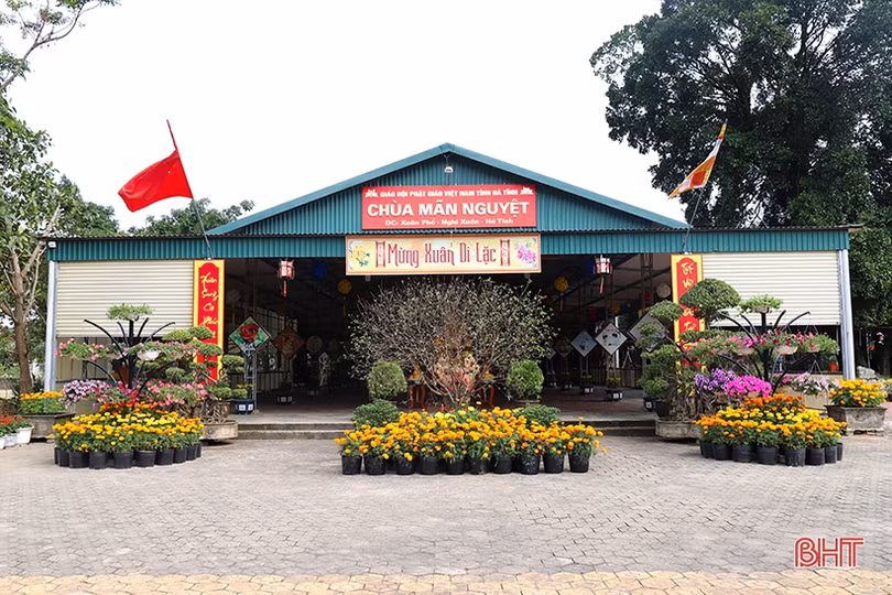 Hoa hướng dương khoe sắc rực rỡ trong chùa Mãn Nguyệt ở Nghi Xuân