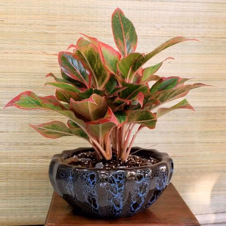 Loại cây giúp thanh lọc không khí trong nhà
