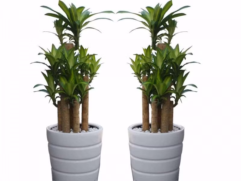 Loại cây giúp thanh lọc không khí trong nhà