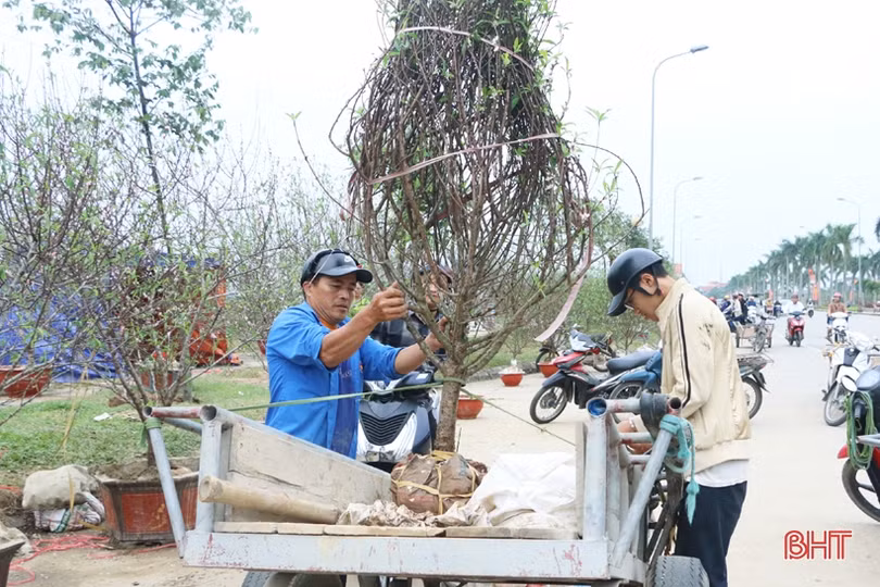 Phố hoa Hà Tĩnh chiều 30 tết: Mai “sạch trơn”, đào và quất hạ giá