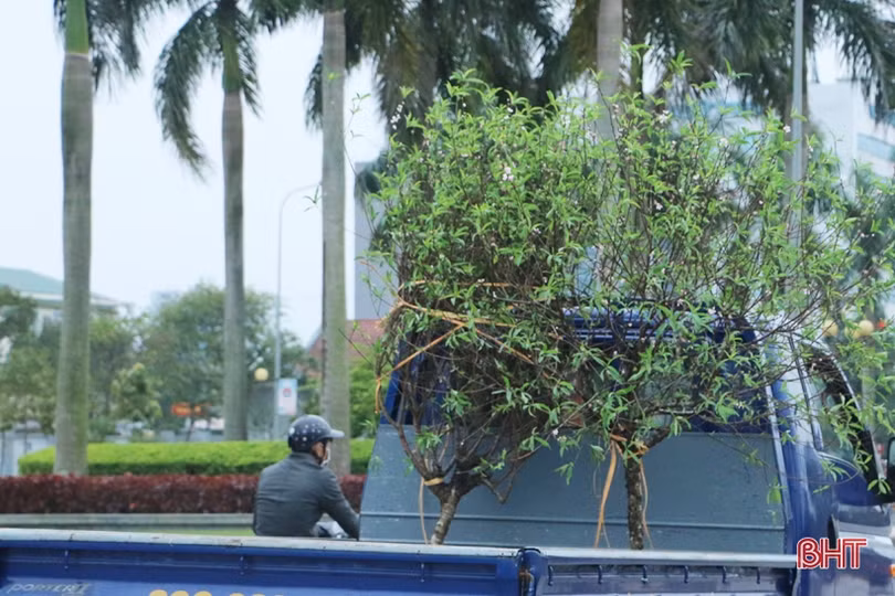 Phố hoa Hà Tĩnh chiều 30 tết: Mai “sạch trơn”, đào và quất hạ giá