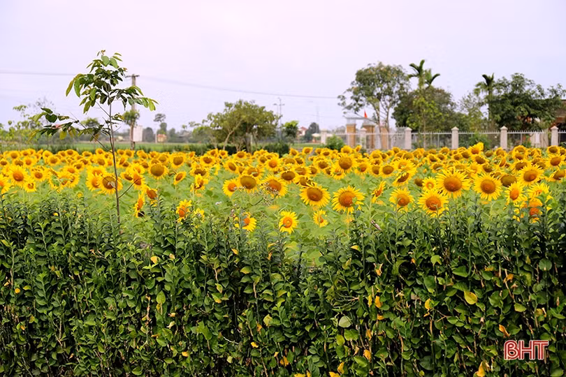 Hoa hướng dương khoe sắc rực rỡ trong chùa Mãn Nguyệt ở Nghi Xuân