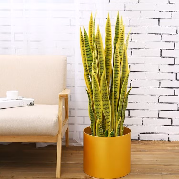 Loại cây giúp thanh lọc không khí trong nhà