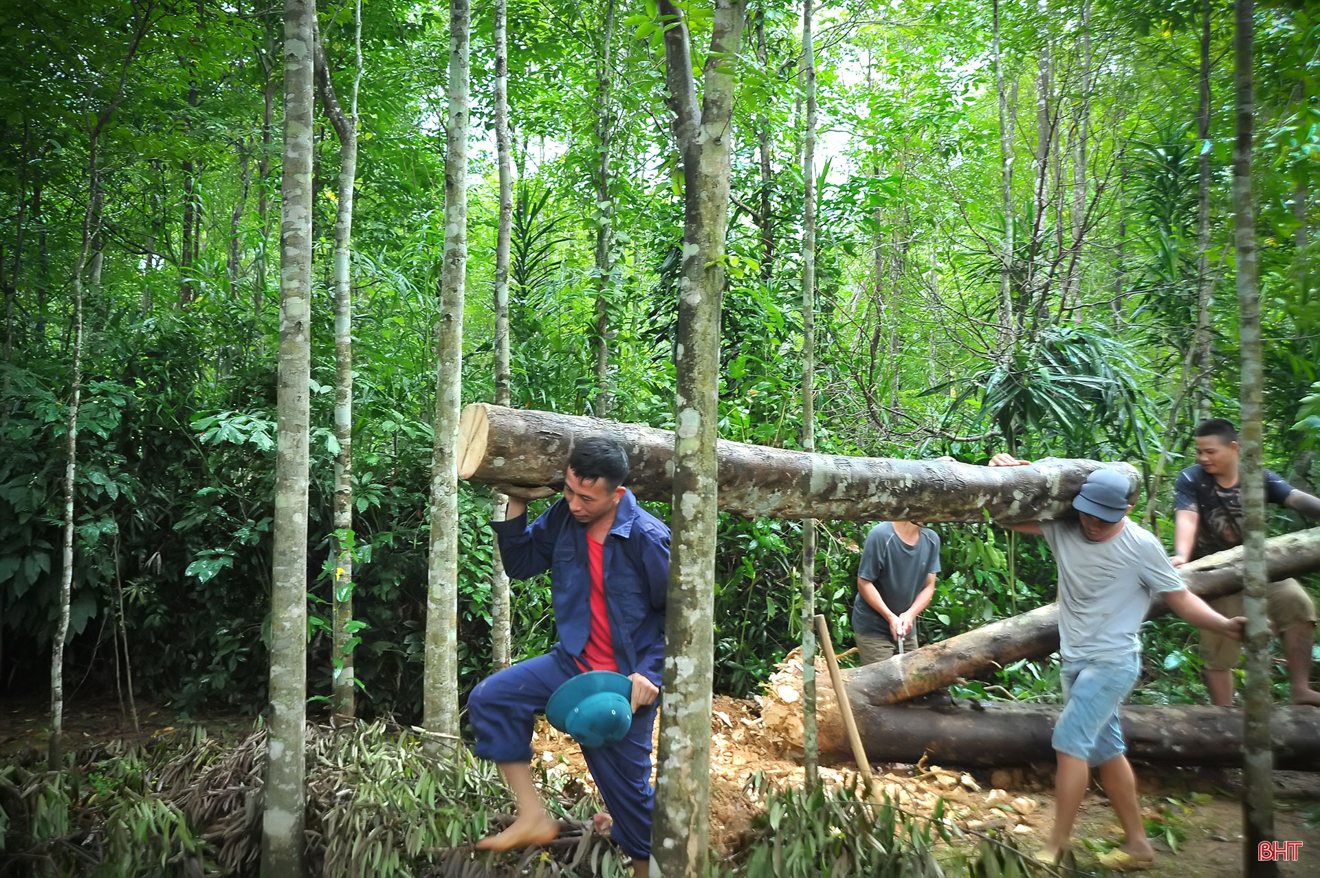 Về làng đục dó tìm trầm ở Hà Tĩnh