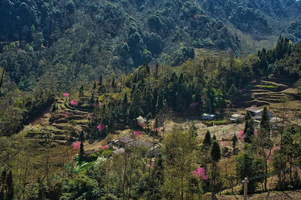 Hoa đào nở muộn ở Hà Giang