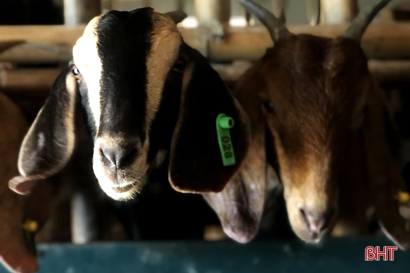 Khám phá trang trại nuôi dê Boer lớn nhất Hà Tĩnh