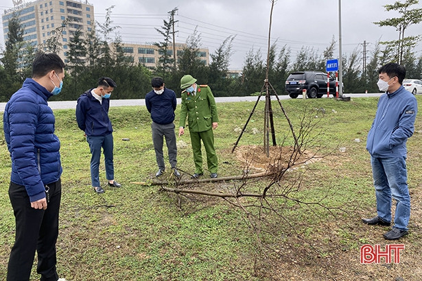 Triệu tập nhóm thanh niên chặt phá cây xanh đô thị ở thị xã Kỳ Anh