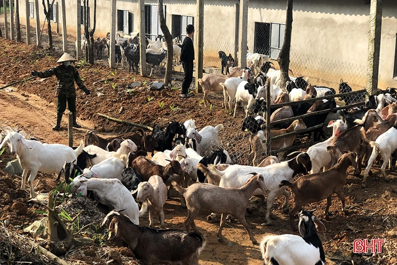 Khám phá trang trại nuôi dê Boer lớn nhất Hà Tĩnh