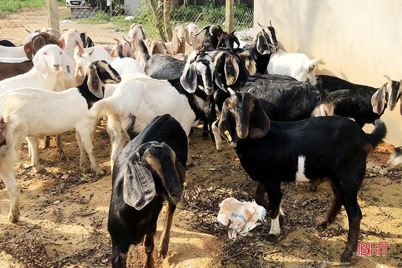 Khám phá trang trại nuôi dê Boer lớn nhất Hà Tĩnh