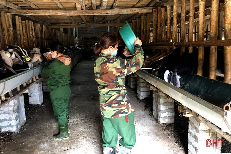 Khám phá trang trại nuôi dê Boer lớn nhất Hà Tĩnh