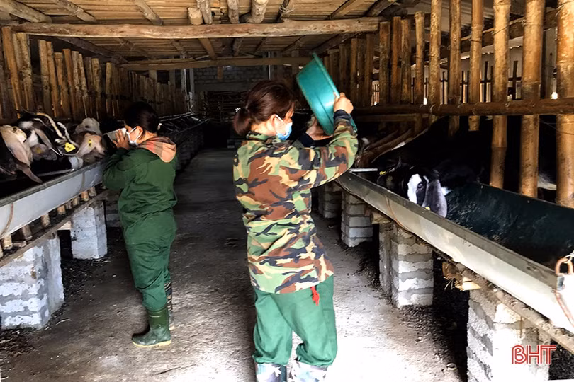 Khám phá trang trại nuôi dê Boer lớn nhất Hà Tĩnh