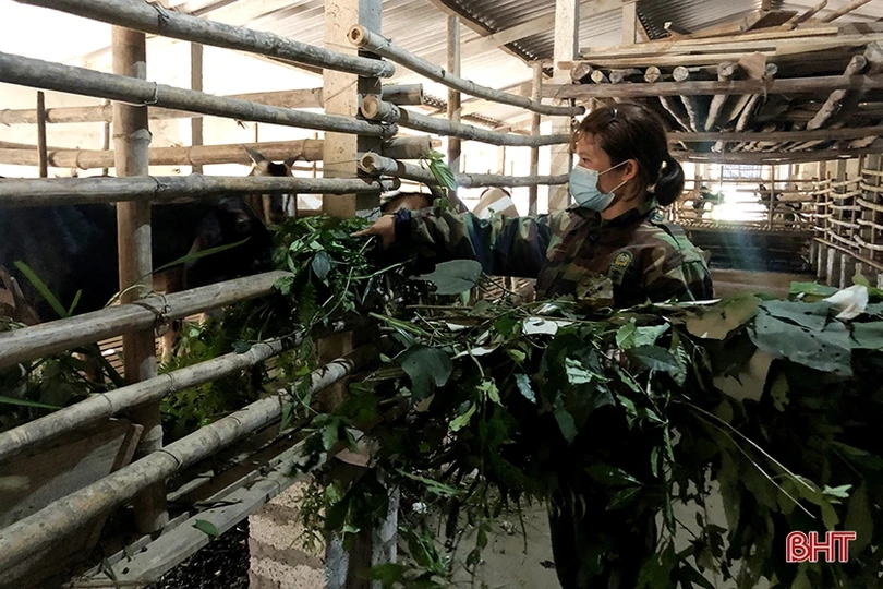 Khám phá trang trại nuôi dê Boer lớn nhất Hà Tĩnh