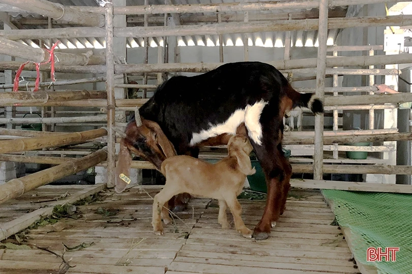 Khám phá trang trại nuôi dê Boer lớn nhất Hà Tĩnh