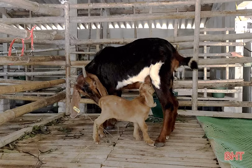 Khám phá trang trại nuôi dê Boer lớn nhất Hà Tĩnh