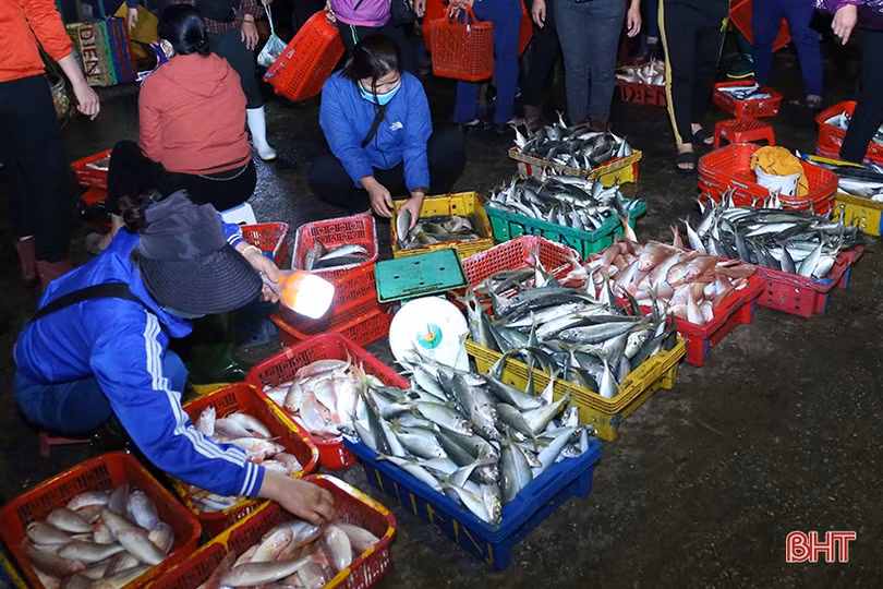 “Vượt khó” bám biển, ngư dân Hà Tĩnh thu về nhiều hải sản