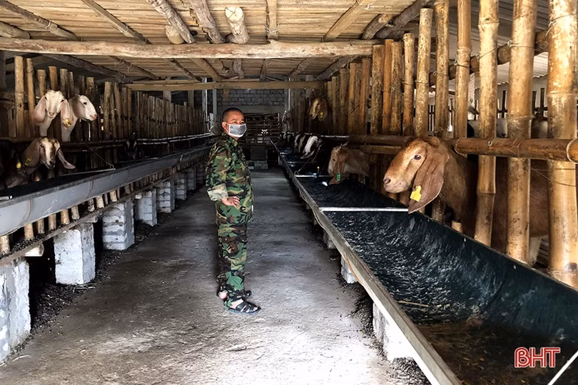 Khám phá trang trại nuôi dê Boer lớn nhất Hà Tĩnh