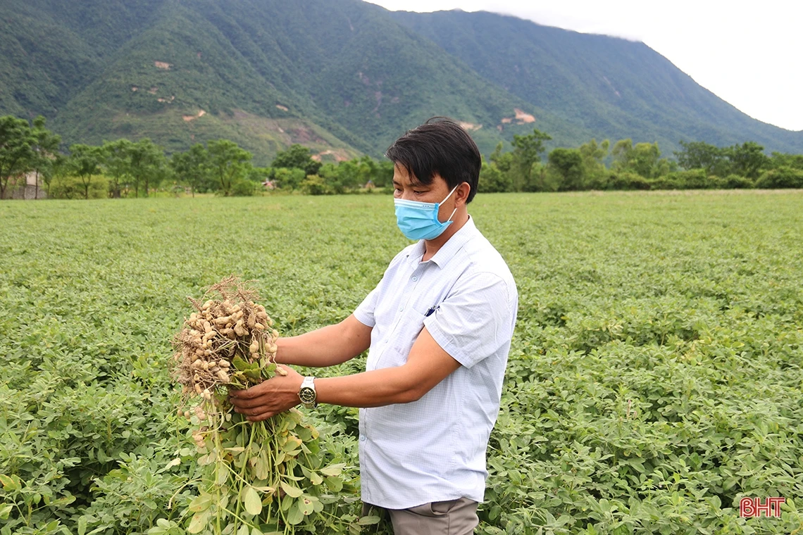 Giống lạc L29 trồng thí điểm “được lòng” nông dân TX Kỳ Anh