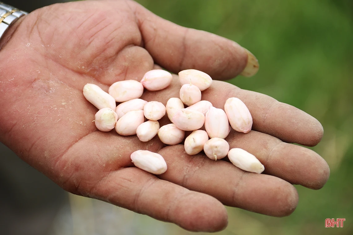 Giống lạc L29 trồng thí điểm “được lòng” nông dân TX Kỳ Anh