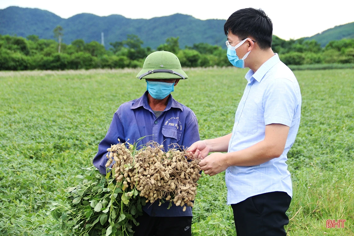 Giống lạc L29 trồng thí điểm “được lòng” nông dân TX Kỳ Anh