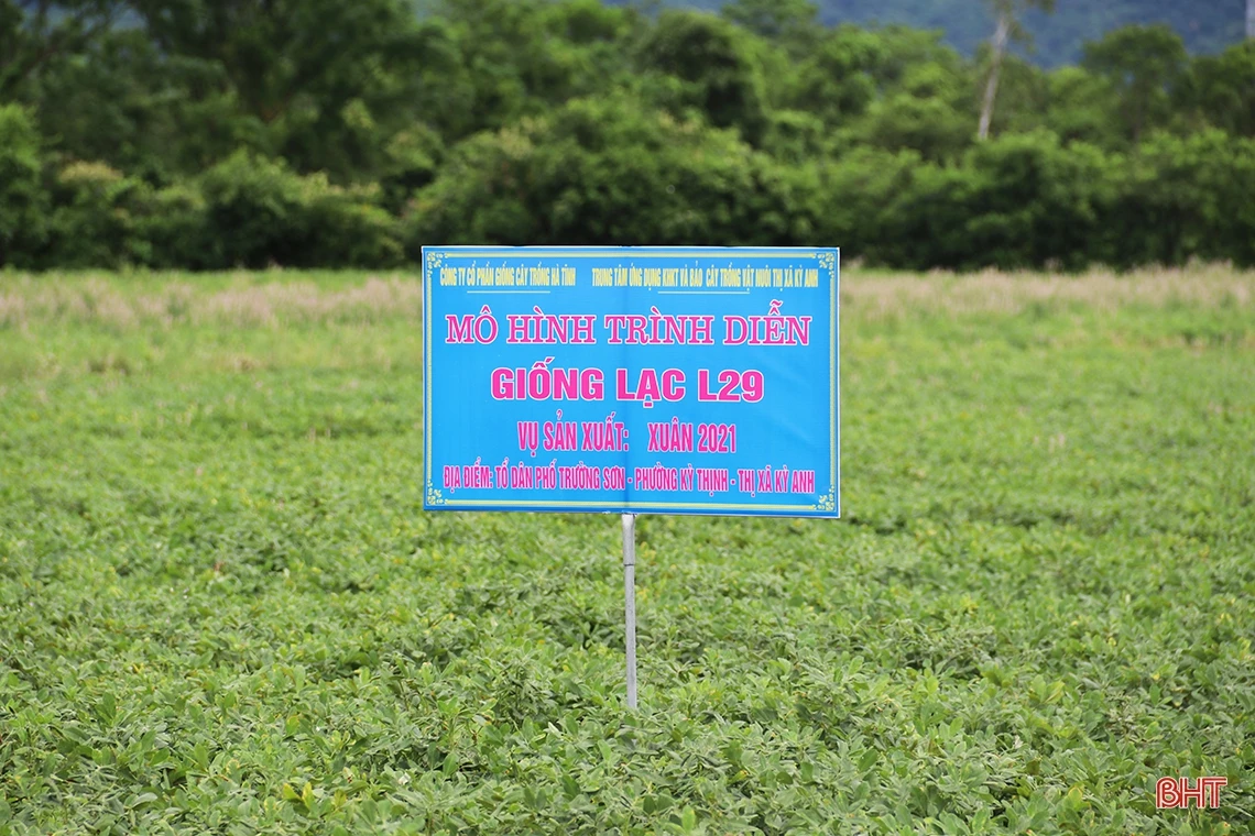 Giống lạc L29 trồng thí điểm “được lòng” nông dân TX Kỳ Anh
