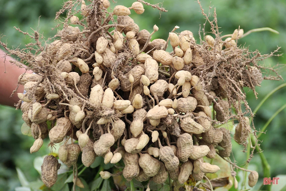 Giống lạc L29 trồng thí điểm “được lòng” nông dân TX Kỳ Anh