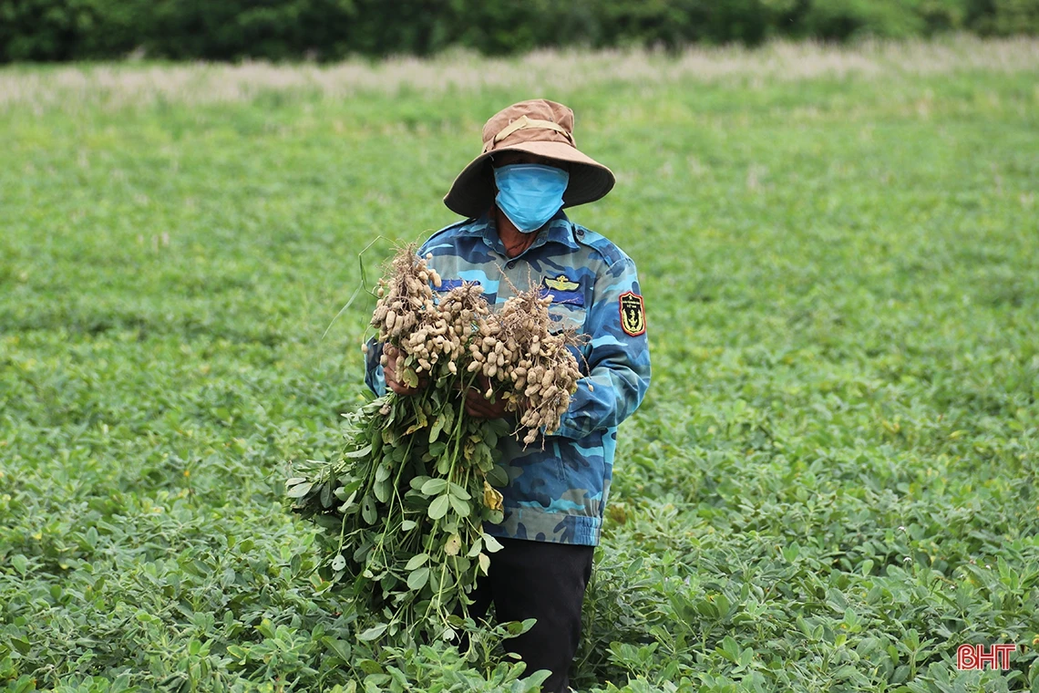 Giống lạc L29 trồng thí điểm “được lòng” nông dân TX Kỳ Anh