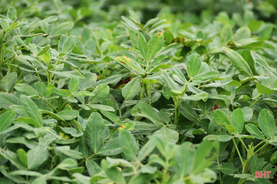 Giống lạc L29 trồng thí điểm “được lòng” nông dân TX Kỳ Anh