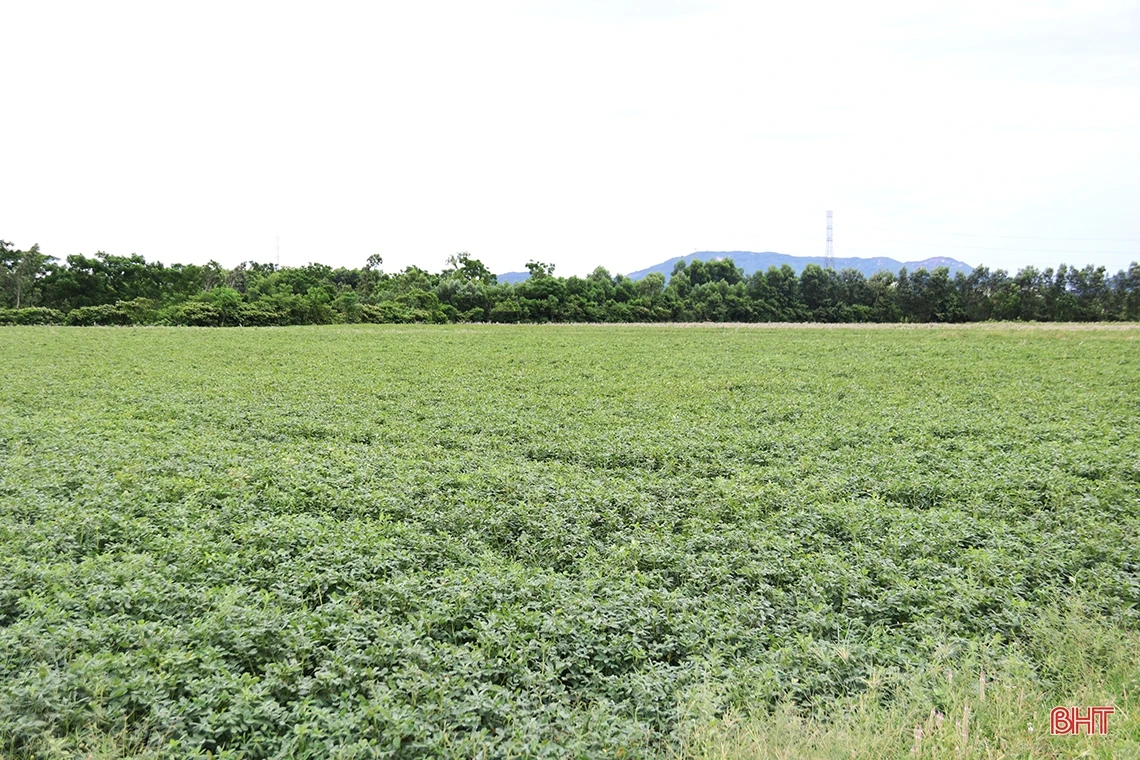 Giống lạc L29 trồng thí điểm “được lòng” nông dân TX Kỳ Anh