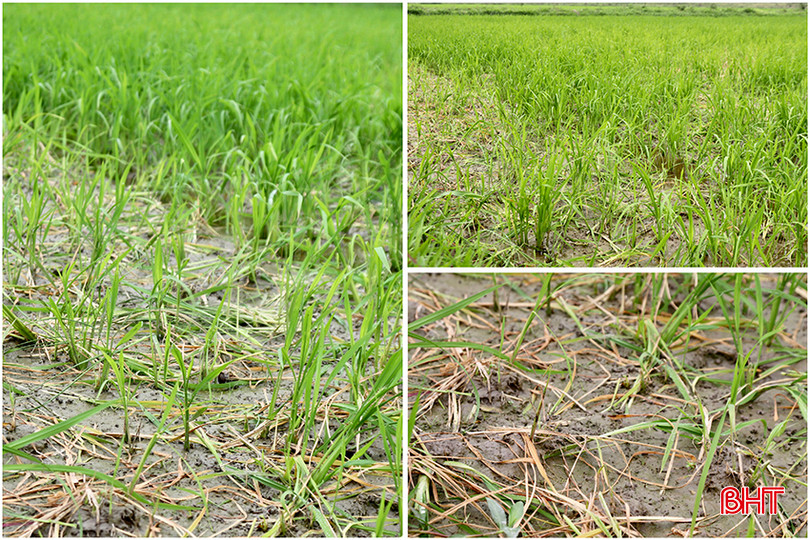 Do nằm ở vùng cao cưỡng nên diện tích lúa của gia đình chị Nguyễn Thị Hiền (thôn Thanh Sơn, xã Cẩm Quan) bị chuột cắn phá nghiêm trọng. 514DE422-BFA2-40CB-84F0-57F148BACFAA copy.jpg