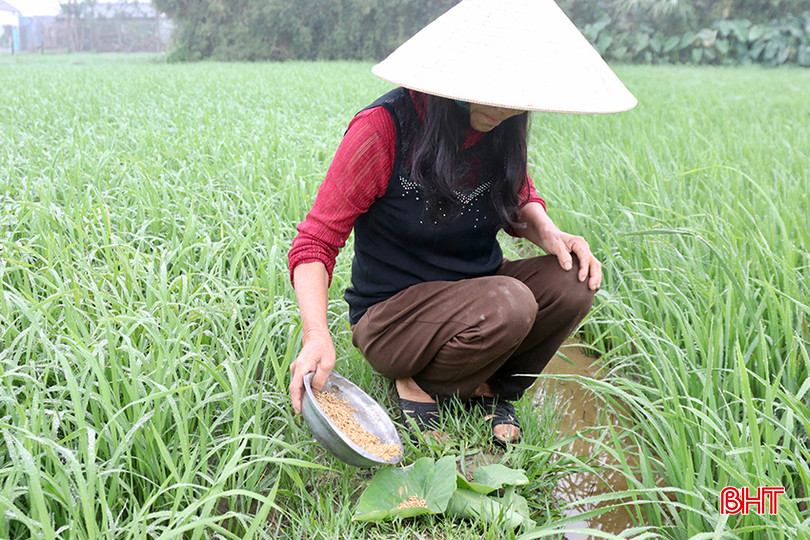 Người dân làm mồi nhử để diệt chuột phá hoại lúa xuân. IMG_3437 copy.jpg