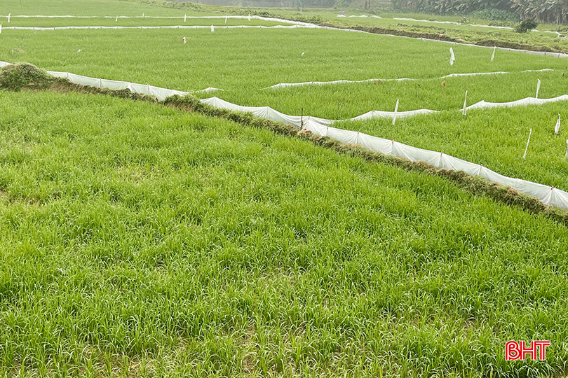 Người dân xã Sơn Long (Hương Sơn) dùng bao nilon làm hàng rào ngăn bờ nhằm hạn chế sự phá hoại của chuột. z5228032783625_84184c290e1a1c8ffdfddb5484a22d2f copy.jpg