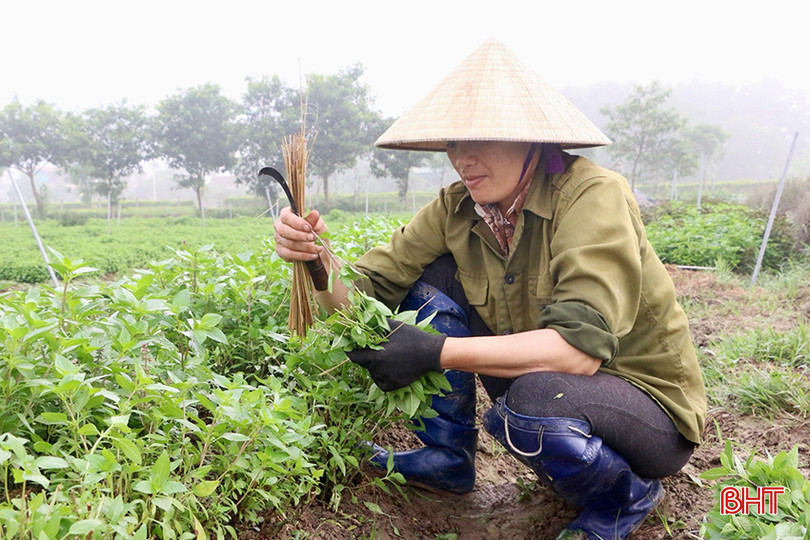 Trung bình mỗi ngày, gia đình bà Thuỷ thu hoạch hơn 700 bó rau gia vị các loại, đem về nguồn thu khoảng 300 nghìn đồng. z5387449253045_870b1326364a9b249a6164f6ebcf4d30 copy.jpg
