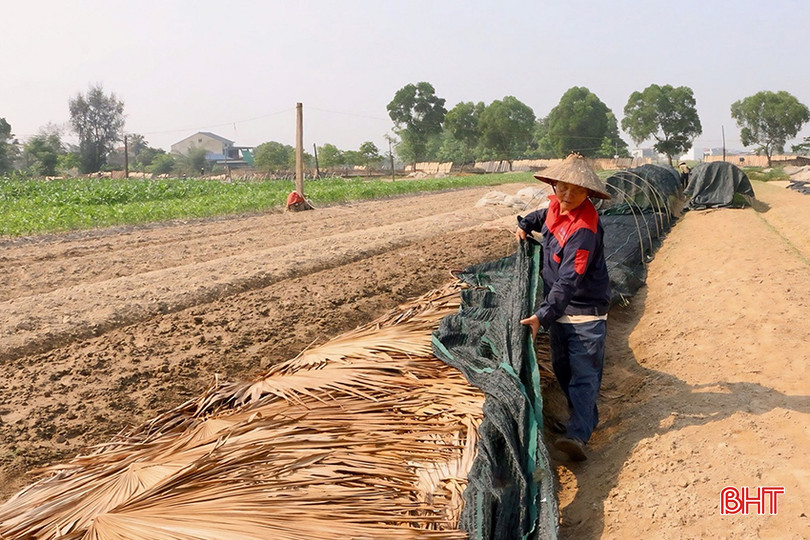 Toàn thôn Thúy Hội (xã Thạch Hưng, TP Hà Tĩnh) hiện có khoảng 5 ha sản xuất rau mầm. z5387154454230_32b507747dcf3e2afd3bfb5f4d16dafa copy.jpg
