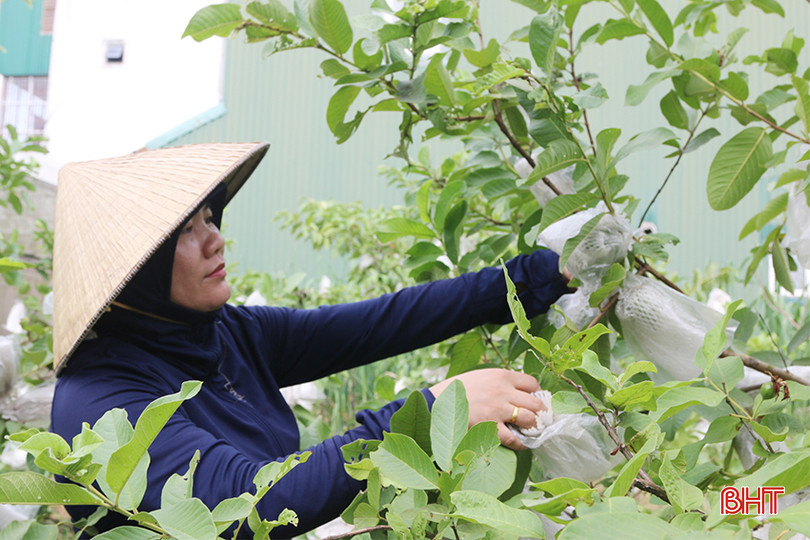 Phường Đại Nài hiện có khoảng 20 mô hình kinh tế cho thu nhập từ 100 triệu đồng/năm trở lên. 3114041d488eebd0b29f copy.jpg