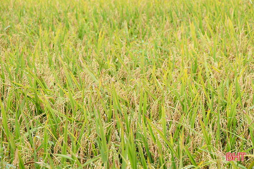 Những ruộng lúa trĩu bông ở thôn Tân Lệ. IMG_8363 copy.jpg
